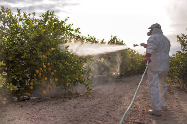 Best Affordable Pest Control Services  in Bisbee, AZ